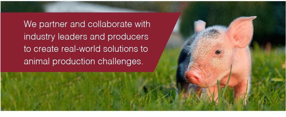 We partner and collaborate with industry leaders and producers to create real-world solutions to animal production challenges.